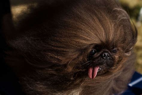 Photos Of All The Winners From The 2023 Worlds Ugliest Dog Contest