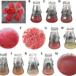 Development Of Suspension Culture Technology And Hormone Effects On