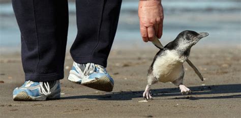 Blue Penguin - New Zealand Endangered Species