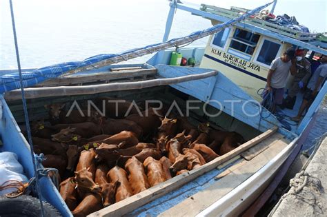 Pasokan Hewan Kurban Dari Kepulauan Madura Antara Foto