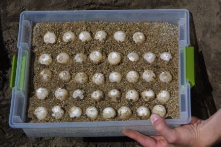 All of Nature: Snapping Turtle Eggs