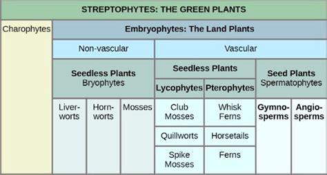 Solved Streptophytes The Green Plants Charophytes Embryophytes The