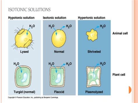 Isotonic Solutions