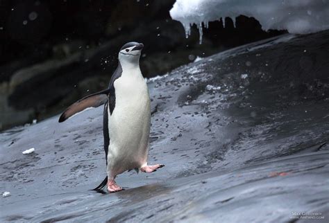 Birds of Antarctica