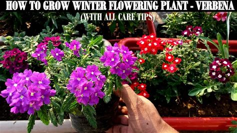 How To Grow Flower Plants At Home Verbena Youtube