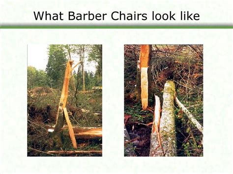 Basic Tree Felling This Presentation Is Not Intended To Make You A