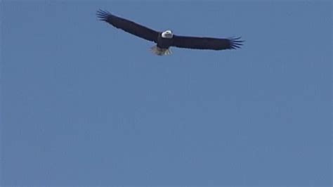 Study Nearly 50 Of Bald Eagles Have Chronic Lead Poisoning Youtube