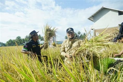 Padi Pupuk Eco Farming Dari Bumnag Jaya Bersama Membuahkan Hasil