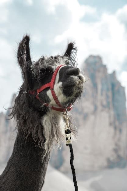 Premium Photo Llama In Front Of The Tre Cime Di Lavaredo In The High