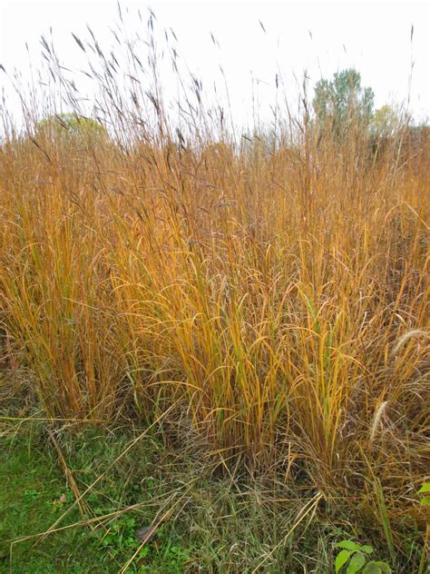 Big Bluestem - Trending! | Rotary Botanical Gardens