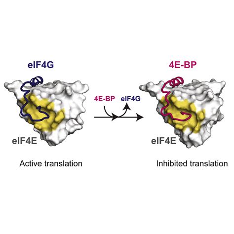 The Structures Of Eif4e Eif4g Complexes Reveal An Extended Interface To