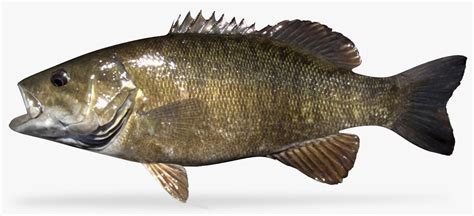 smallmouth bass turbosquid