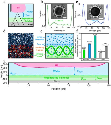 A C Dual Wavelength Confocal Reflection Interference Contrast