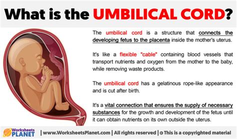 What is the Umbilical Cord?