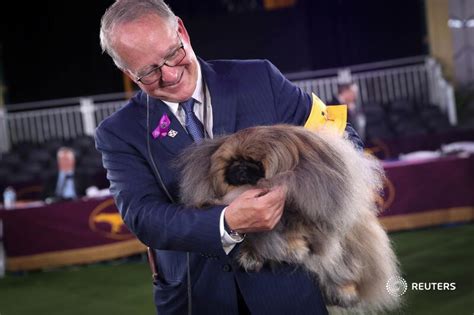 Reuters Pictures On Twitter Wasabi A Fuzzy Pekingese With A Black