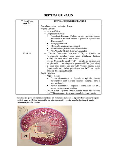 Sistema Urin Rio Pr Tica Cito Sistema Urin Rio N L Mina Rg O