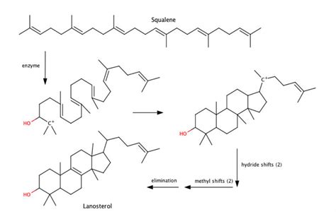 Solved Cholesterol Is Synthesized From Lanosterolsqualen