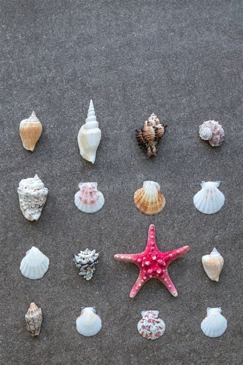 Starfish And Sea Shells Arranged In Rows On The Sand Stock Image