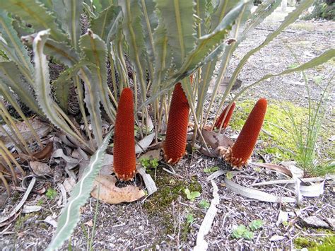 Banksia Petiolaris Unique Plants Australian Plants Australian
