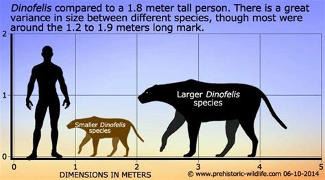 Lion Wolf Size Comparison - Videos Laughs