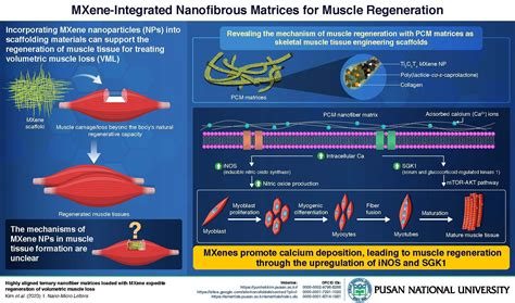 Researchers Uncover Molecular Mechanisms Behind Effects Of Mxene