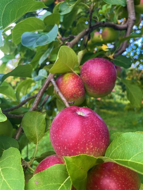 La Cueillette Des Pommes Pour La Rentr E Verger Heath Orchard