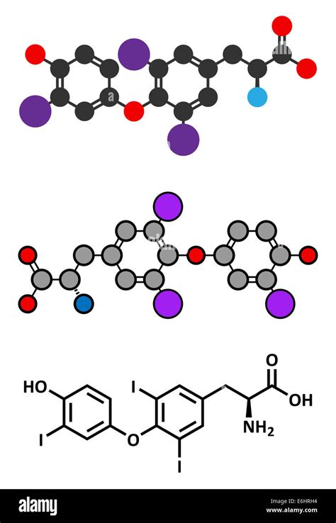 Triiodothyronine T3 Liothyronine Thyroid Hormone Molecule Pituitary