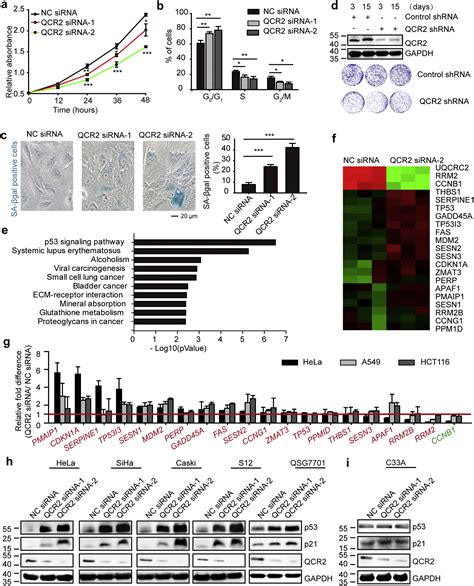 Ubiquinol Cytochrome C Reductase Core Protein II Promotes Tumorigenesis