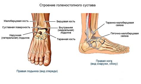 Голеностопный сустав: виды заболеваний и лечение