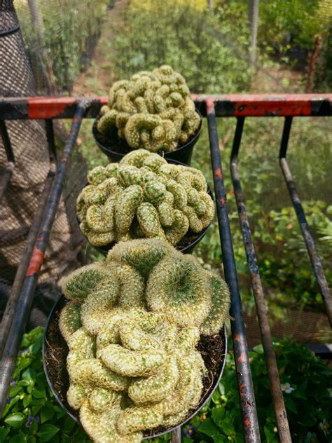 Mammillaria Elongata Cristata Brain Cactus Schubert Landscapes