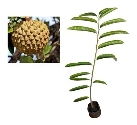 Muda De Araticum Do Cerrado Annona Crassiflora Parcelamento Sem Juros