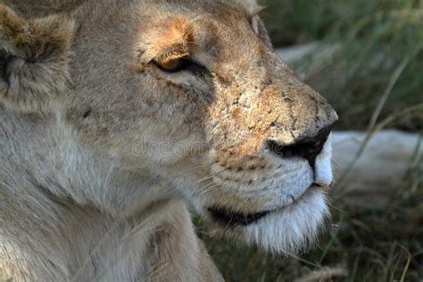 Lions In The Serengeti Savannah Stock Photo Image Of Pack Prides