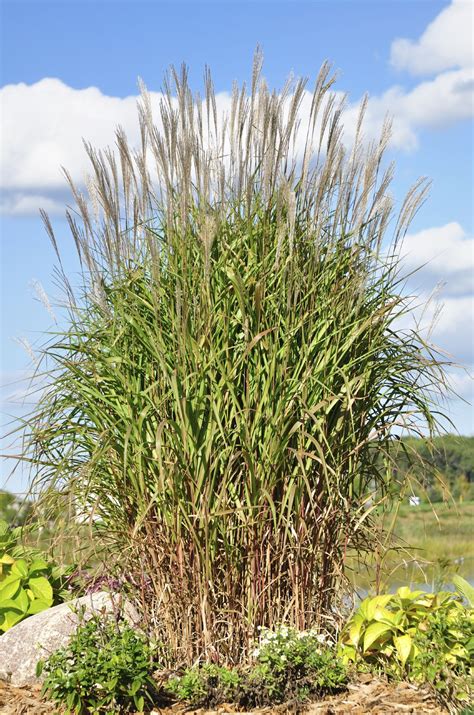 Dividing Maidenhair Grass When And How To Divide Maiden Grass Maiden