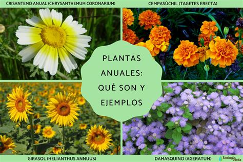 Plantas anuales qué son y ejemplos Resumen