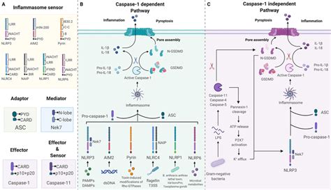 Inflammasome Dependent Pathway Of Pyroptosis A Inflammasome Sensors Download Scientific