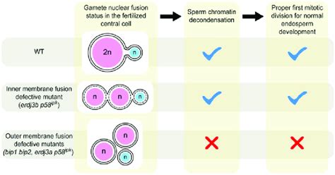 A Scheme Showing Central Cell Gamete Nuclear Fusion And The Onset Of