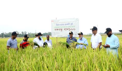 বঙ্গবন্ধু ১০০ ধানের ভালো ফলনে খুশি কৃষক সারা বাংলা