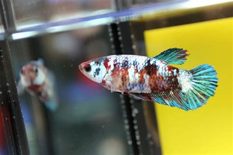 Ikan Laga AOC BETINA FEMALE Betta Cupang Lazada