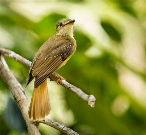 Northern Royal Flycatcher Owen Deutsch Photography