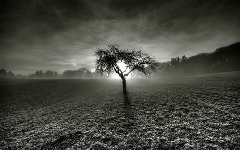 Fondos De Pantalla Luz De Sol Paisaje Bosque Monocromo Noche