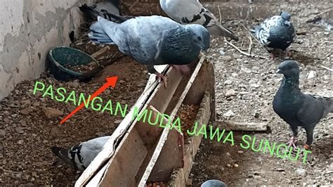 Merpati Jawa Sungut Dan Merpati Pos Wow Kereen Pasangan Muda Youtube