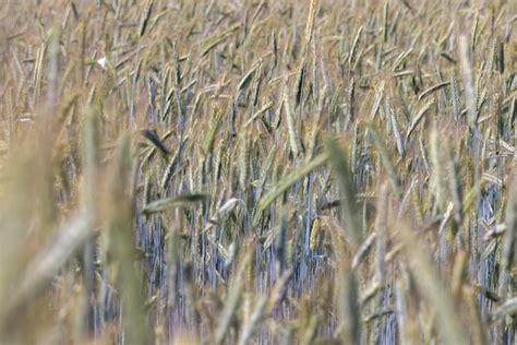 Un Campo Agr Cola Donde Se Cultivan Cereales Para Cosechar Grano Foto