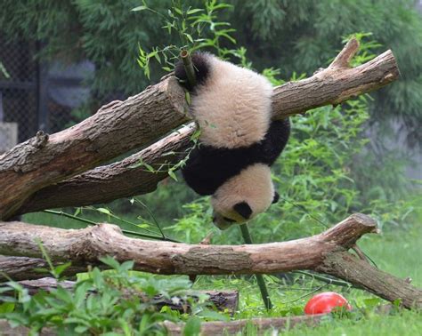 A Panda Bear Hanging Upside Down From A Tree