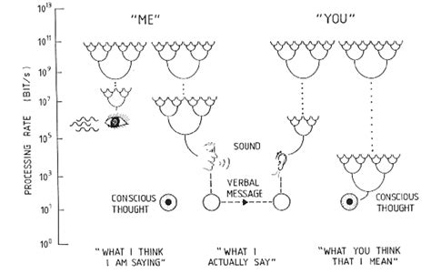 The stream if information at different levels of cortical activation ...