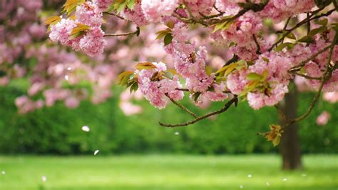 Flores De Primavera Florecen Fondos De Pantalla De Alta Definici N