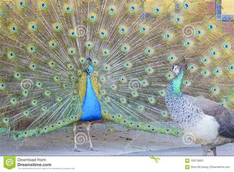 Beautiful Peacock Displaying His Beautiful Fan Stock Image Image Of