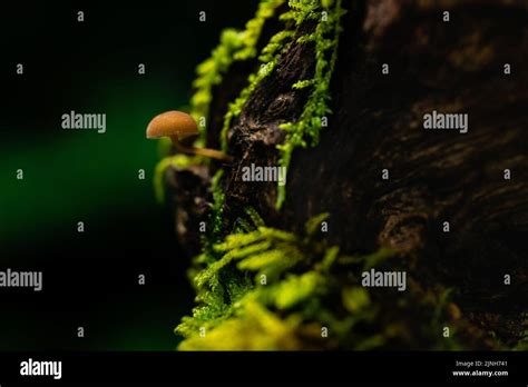 Tiny Mushroom Hanging Off The Side Of A Tree Trunk With Greenery Around