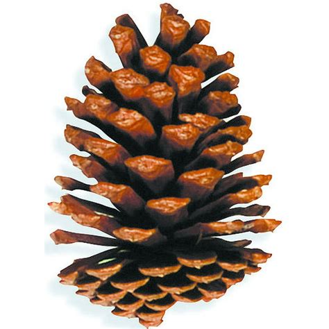 Large Slash Pine Cones Natural Brown 4 6in 100 Pine Cones Per Box Case Of 4 Boxes