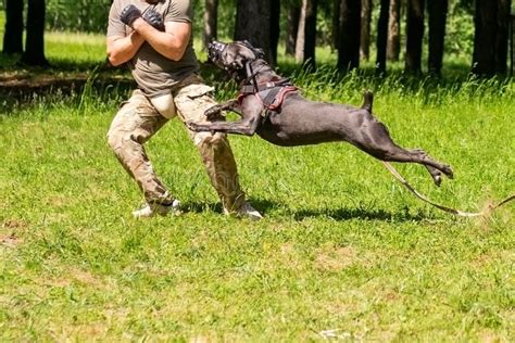 Cane Corso Attacking Dog Handler during Aggression Training. Stock ...