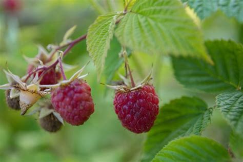 Raspberry varieties: autumn and summer types - Plantura